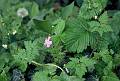 F18 geranium herbe a robert  2436 de benedicte emelien 